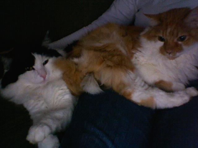 Velcro and Marmalade as feb 2008