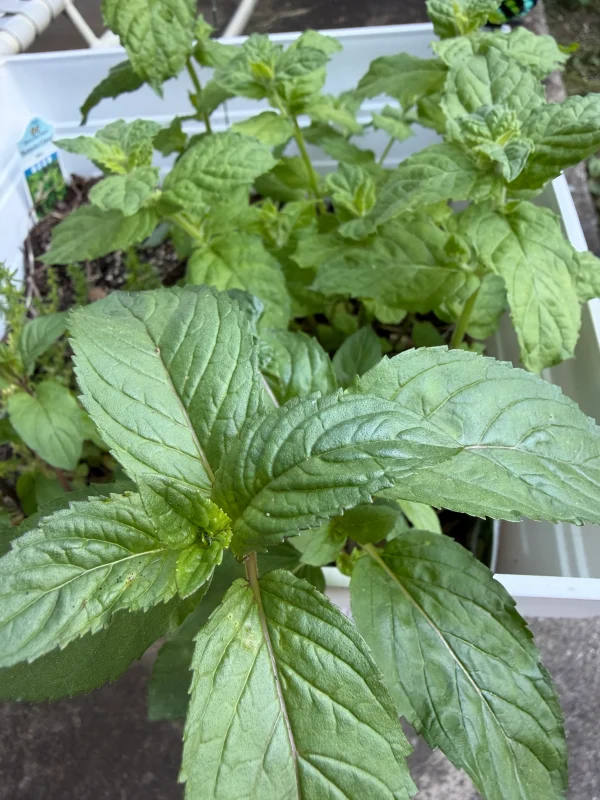Numerous stalks of mint - the ones closer to the camera are a little smoother and dark looking but still green.